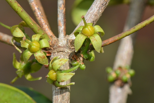 Sand Onionwood (Cassipourea mossambicensis)