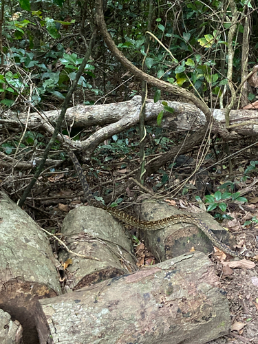Coastal Carpet Python sighting