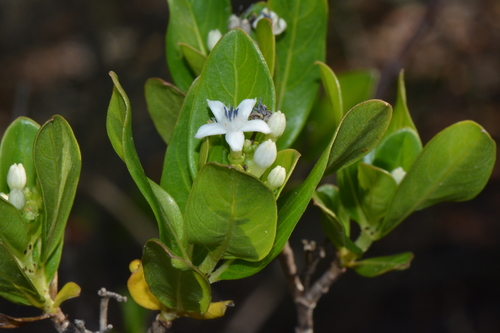 Triainolepis sancta