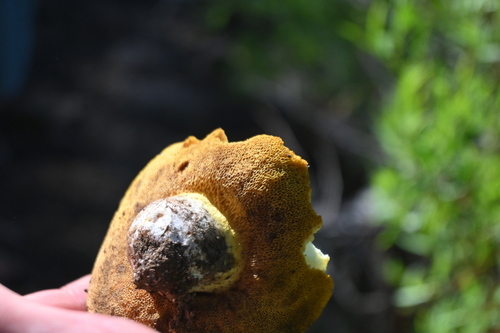 iNaturalist observation photo of Mushrooms, Bracket Fungi, Puffballs, and Allies