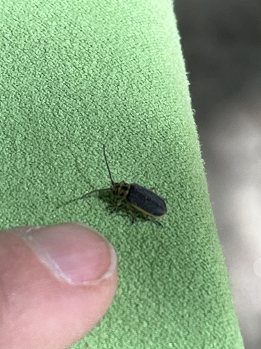 iNaturalist observation photo of Beetles