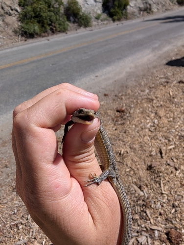 iNaturalist observation photo of Sierra Alligator Lizard