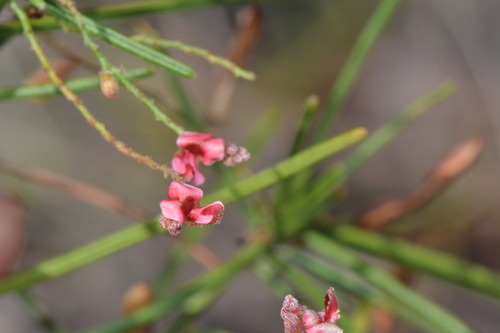 Indigofera podophylla