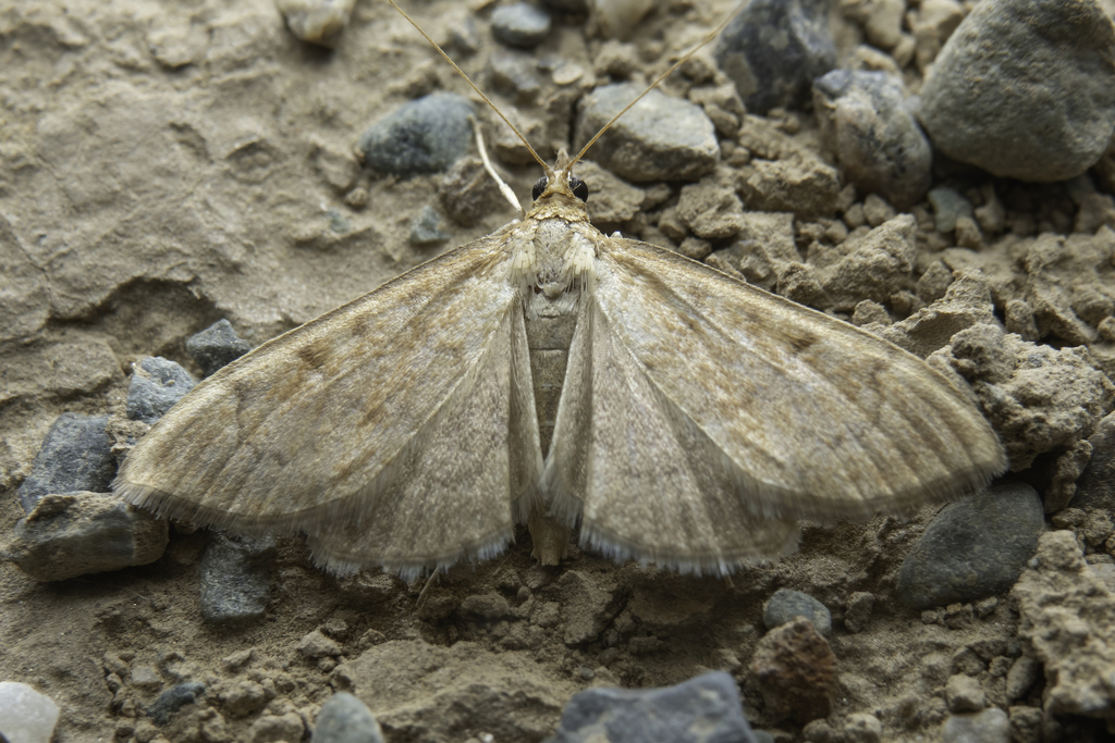 Crambid Snout Moths from 中国甘肃省兰州市榆中县 on June 5, 2025 at 09:01 PM by ...