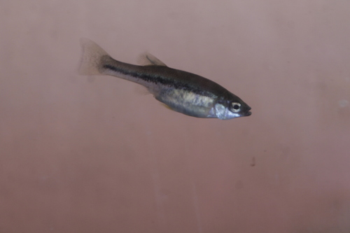 Balsas Splitfin