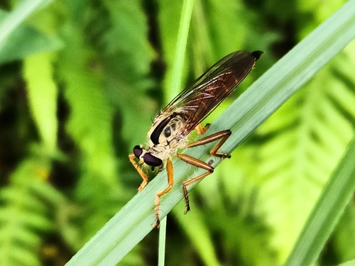 Orophotus univittatus