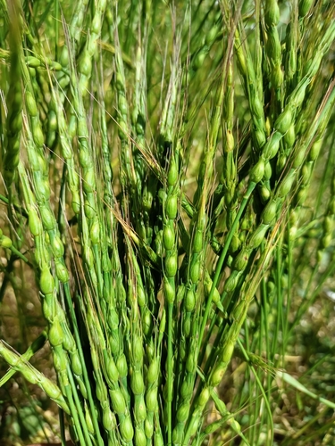swollen goatgrass