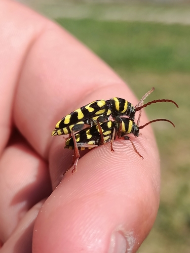 Neoplagionotus scalaris
