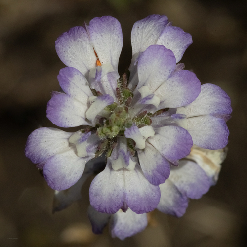 Collinsia bartsiifolia var. stricta