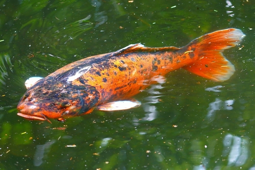 Amur Carp