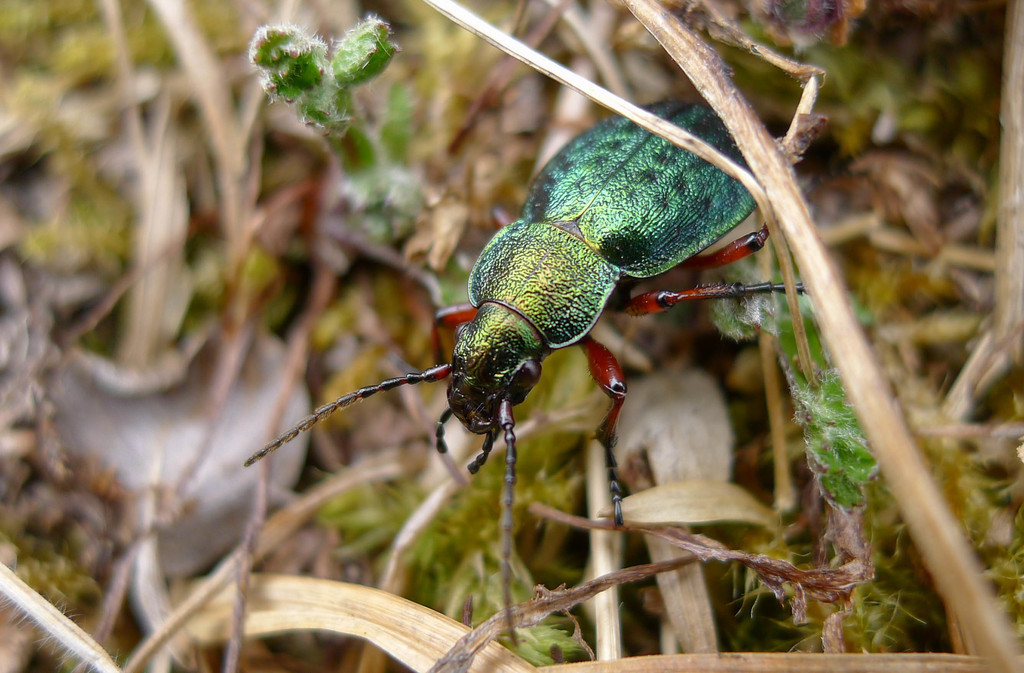 Carabus truncaticollis · iNaturalist