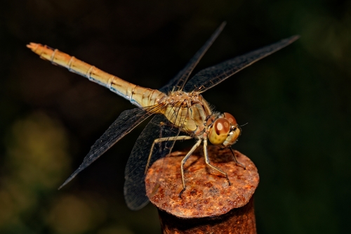 Southern Darter