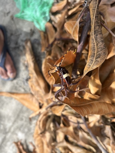 Trachyderes succinctus
