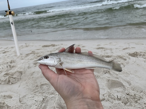 Southern Kingfish