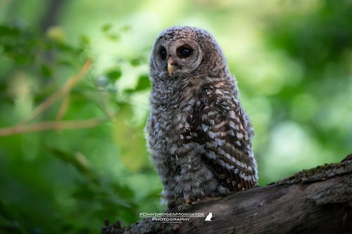 View observation of {o.common_name} on iNaturalist