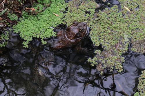iNaturalist observation photo of American Bullfrog