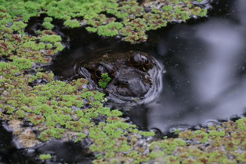 iNaturalist observation photo of American Bullfrog