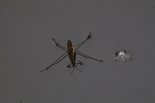 iNaturalist observation photo of North American Common Water Strider