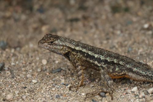 iNaturalist observation photo of Western Fence Lizard