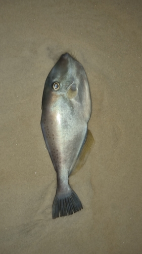 Aluterus monoceros