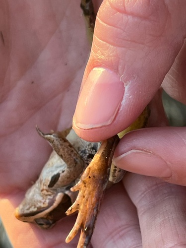Moor Frog