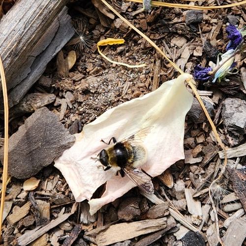 Unknown species found near Sandpoint, ID 83864, USA