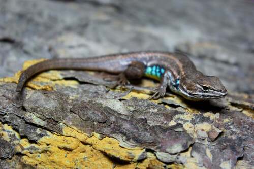 Nayarit Yellow Belly Bunchgrass Lizard