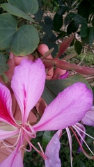 Image of Bauhinia variegata