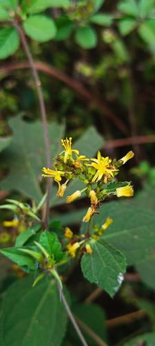 Sacramento bur