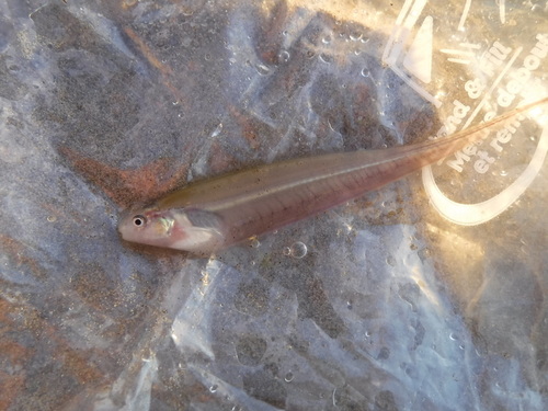 Eigenmannia macrops