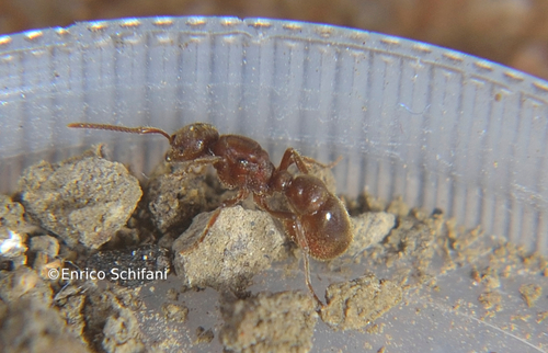 Proceratium algiricumProceratium algiricum