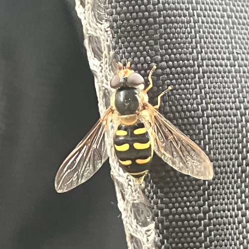 Unknown species found near Moyie Springs, ID, US