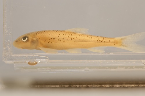 Shoal Chub