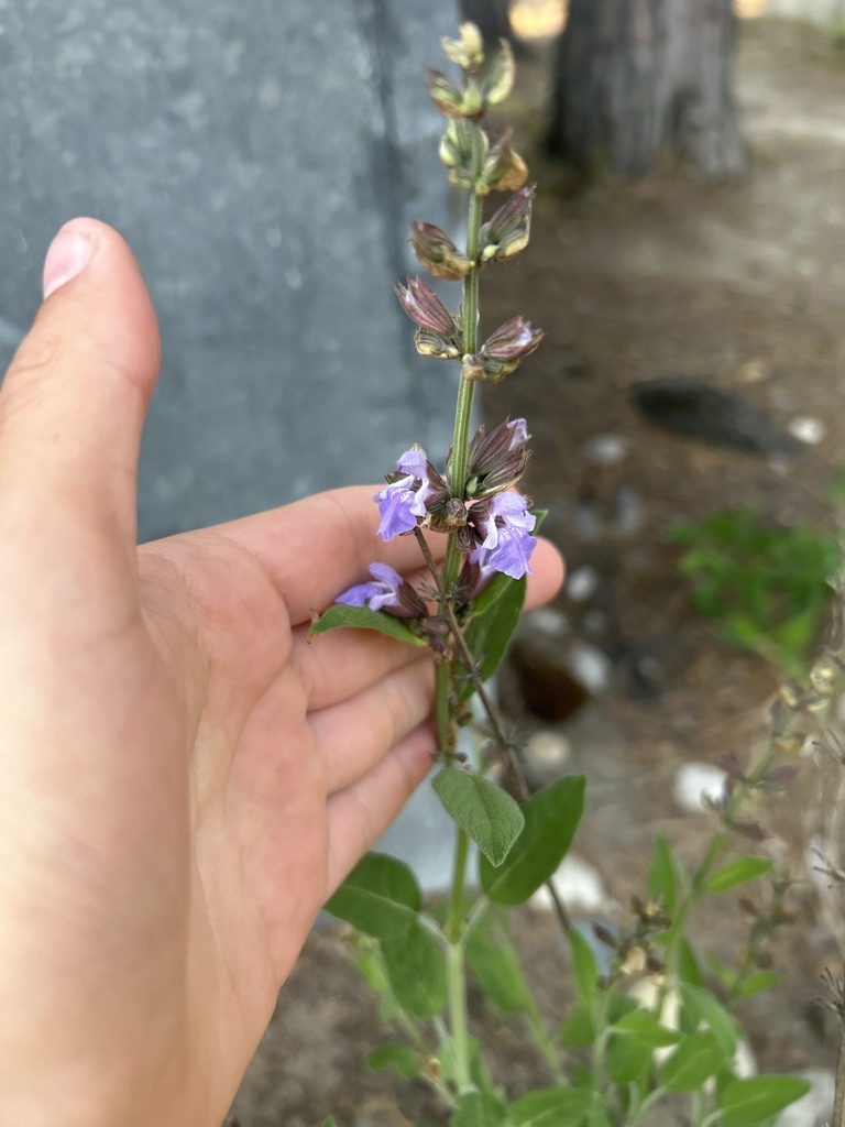 Salvia officinalis