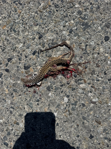 iNaturalist observation photo of Western Whiptail