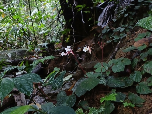 Jerdonia indica