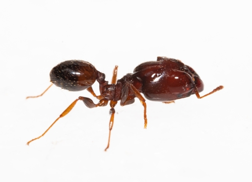 巨缃大头蚁Pheidole gigaflavens