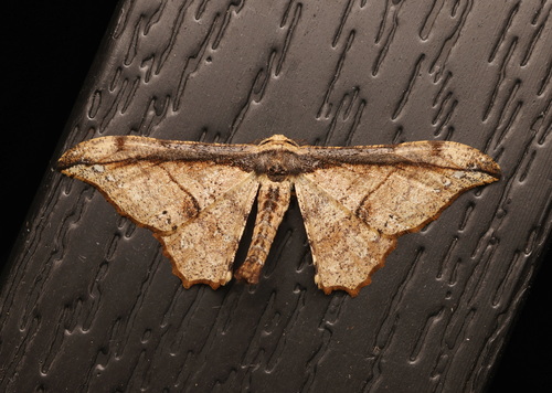 Hyposidra infixaria (Walker, 1860)