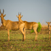 Lelwel Hartebeest - Photo (c) toutterain, all rights reserved, uploaded by toutterain