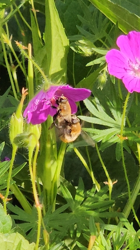 Unknown species found near Boise, ID 83706, USA