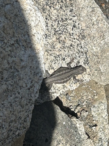 iNaturalist observation photo of Common Sagebrush Lizard