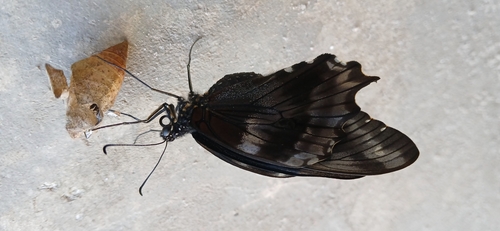 Greenband Swallowtail