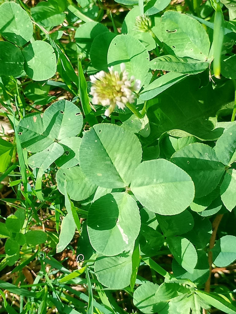Trifolium repens