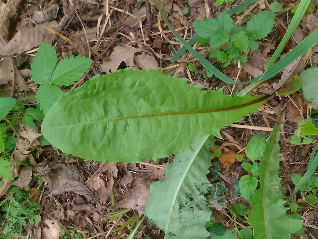 Taraxacum