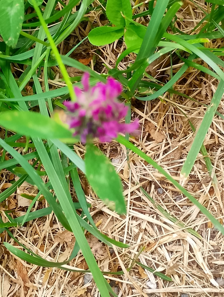 Trifolium