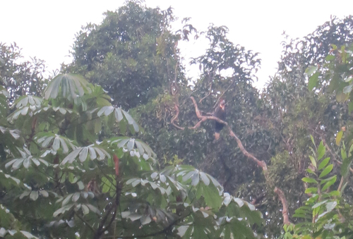 Yellow-casqued Hornbill