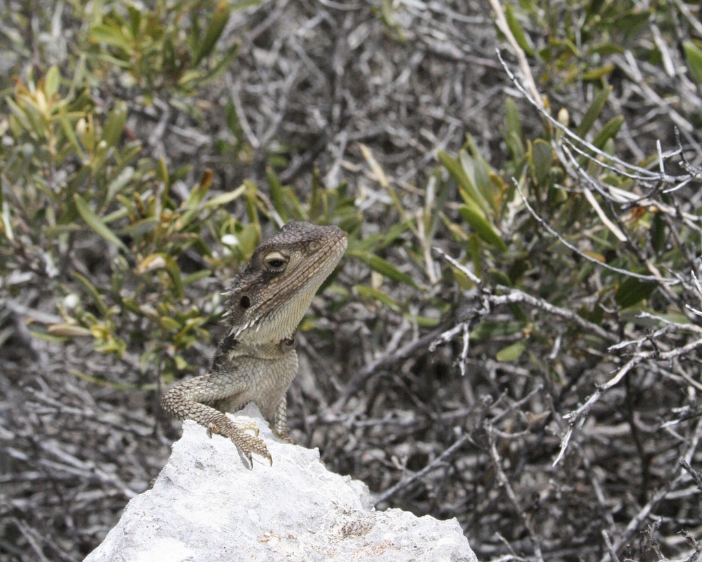 Pogona minor minima in December 2006 by Dylan Watson · iNaturalist