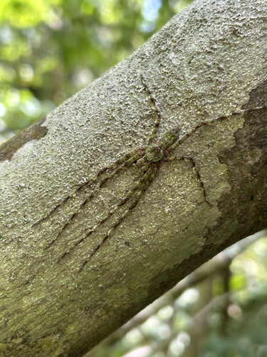 Pandercetes decipiens