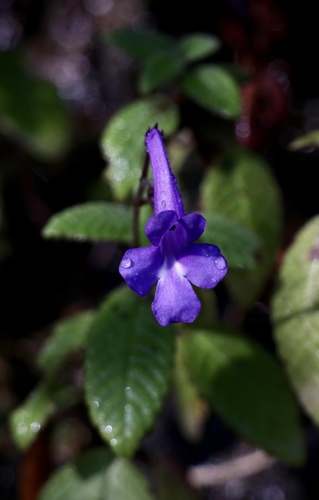 Streptocarpus hilsenbergii