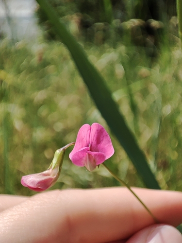 Grass Vetchling